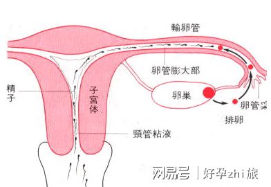 青海助孕