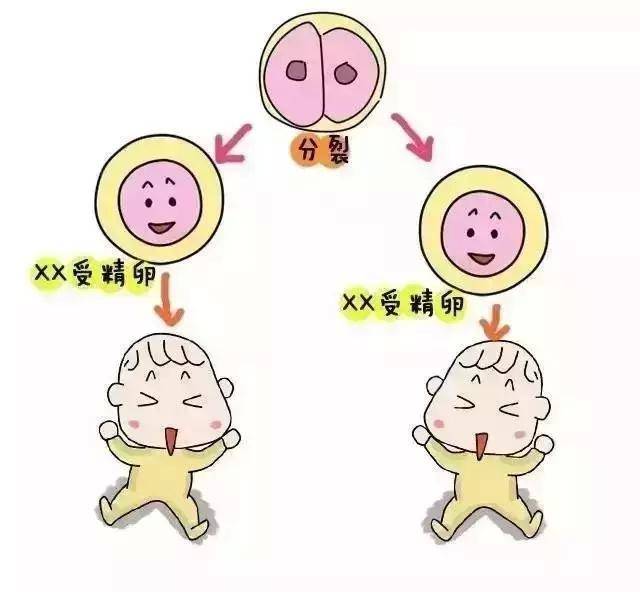 麝香