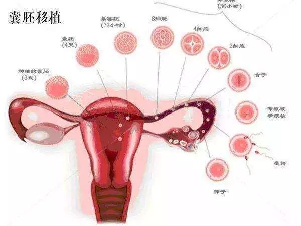 验孕纸