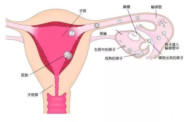 不孕不育