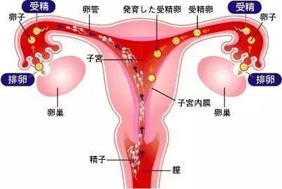 韩国试管